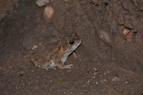 Toad, Guttural
