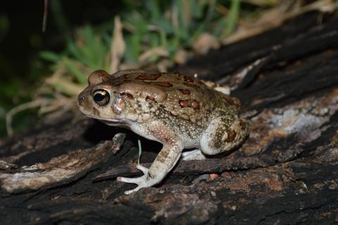 Toad, Eastern Olive