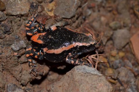 Rubber Frog, Banded