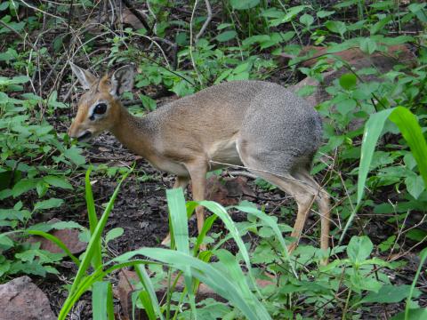 Damara dik-dik