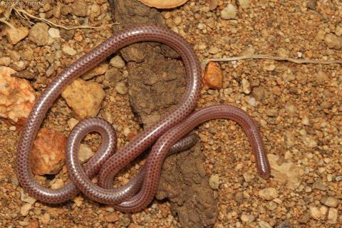 Damara Thread Snake