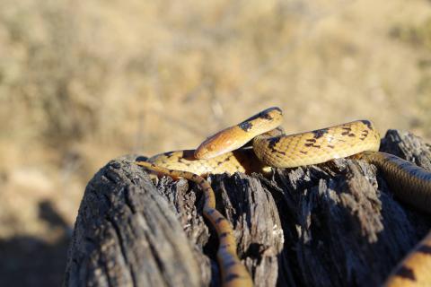 Damara Tiger Snake