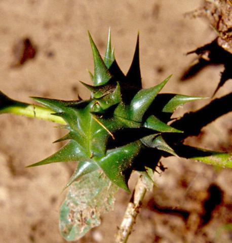 Datura ferox