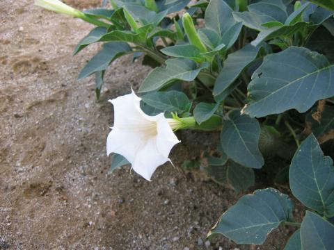 Datura inoxia