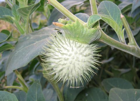 Datura inoxia
