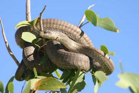Common Boomslang - Female
