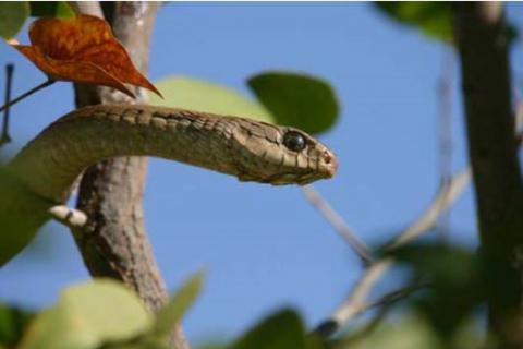Common Boomslang - Female