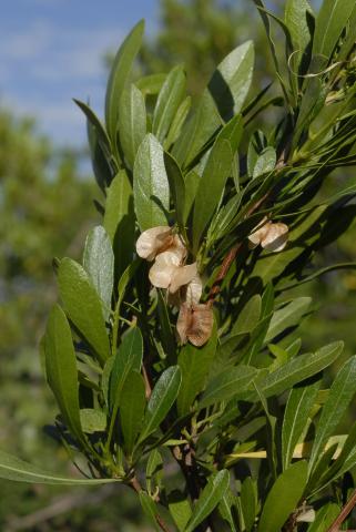 Dodonaea viscosa var. angustifolia