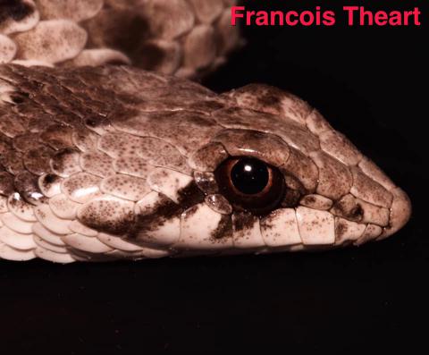 Dwarf Beaked Snake