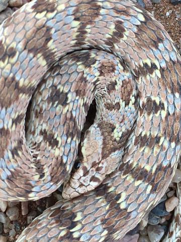 Dwarf Beaked Snake