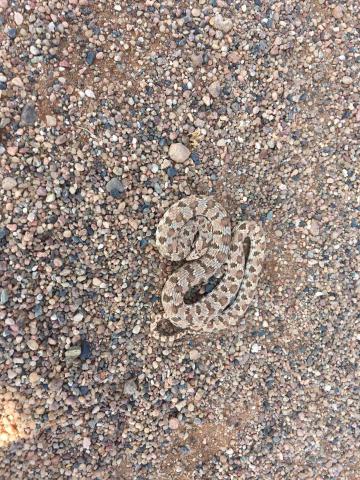 Dwarf Beaked Snake