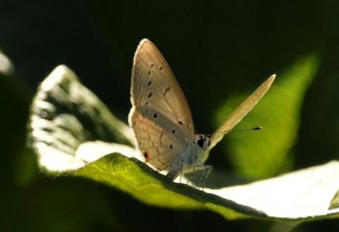 Eicochrysops hippocrates Male