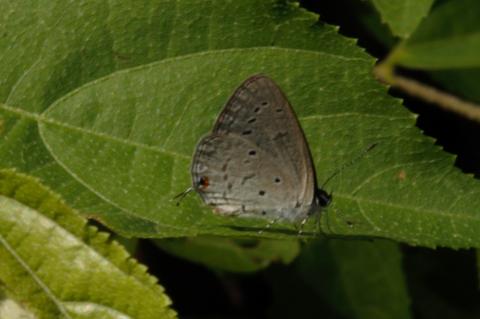 Eicochrysops hippocrates