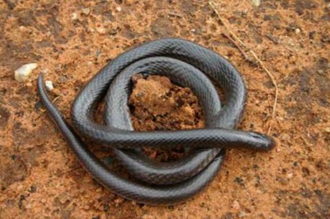 FitzSimons' Garter Snake