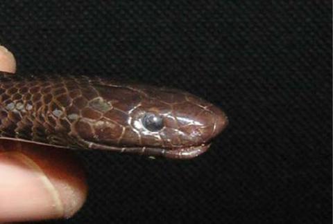 FitzSimons' Garter Snake