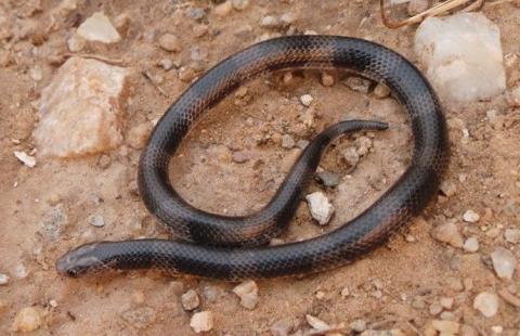 FitzSimons' Garter Snake