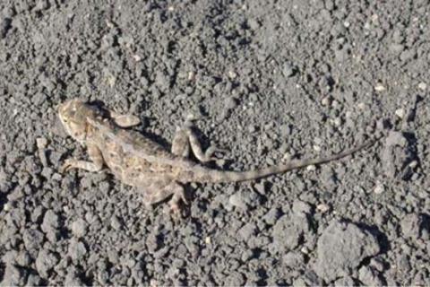 Agama, Etosha Ground