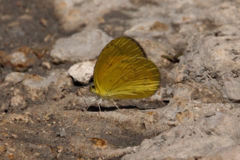 Eurema brigitta