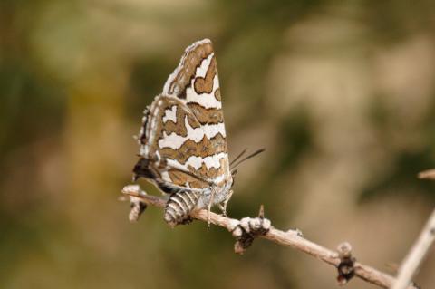 Cigaritis phanes