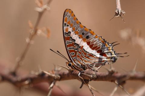 Charaxes jasius