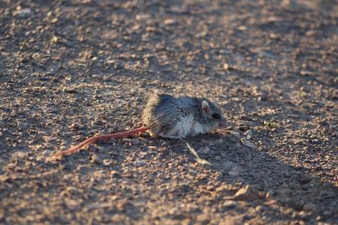 Gerbillurus setzeri