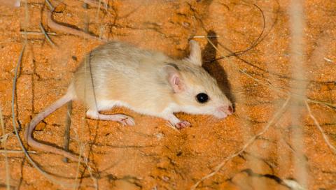 Pygmy gerbil