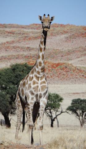Giraffe