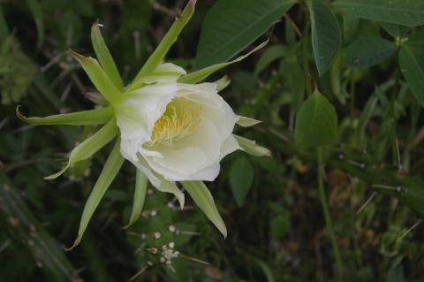 Harrisia martinii