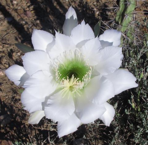 Harrisia pomanensis