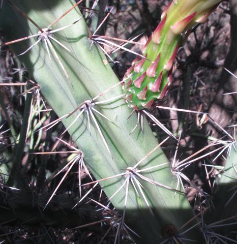 Harrisia pomanensis