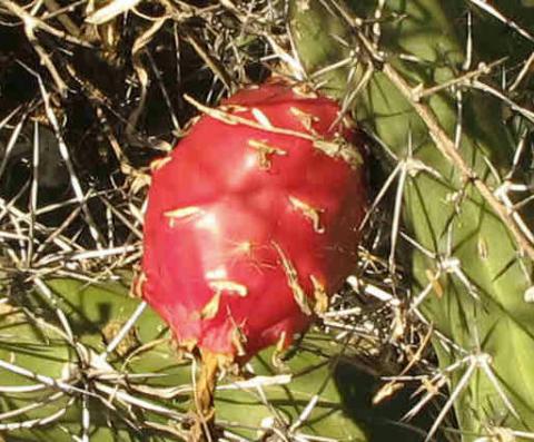 Harrisia pomanensis