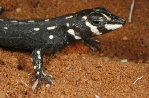 Lizard, Bushveld