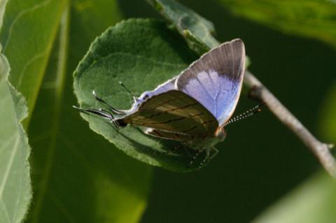 Hemiolaus caeculus