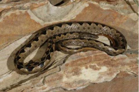 Viperine Rock Snake