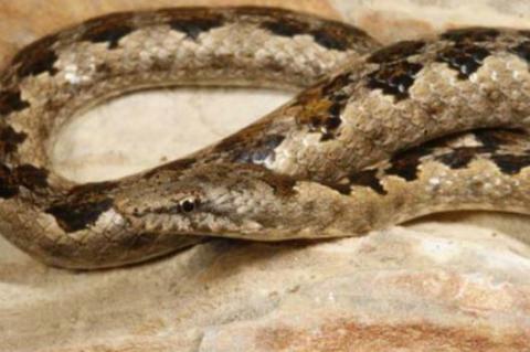 Viperine Rock Snake