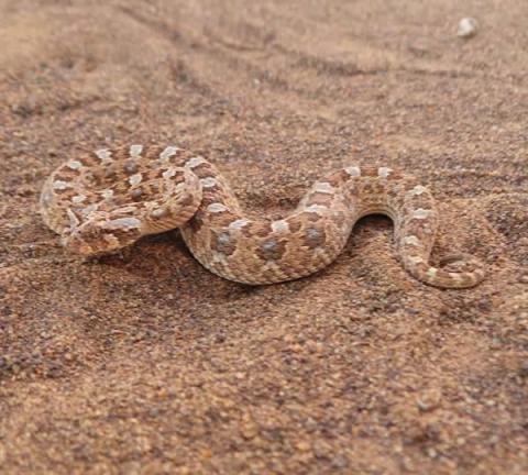 Horned Adder