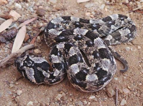 Horned Adder
