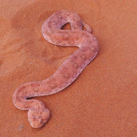 Horned Adder