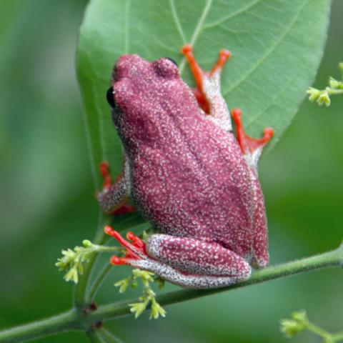 Reed Frog, Angolan