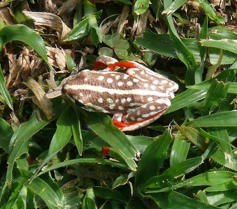 Reed Frog, Angolan