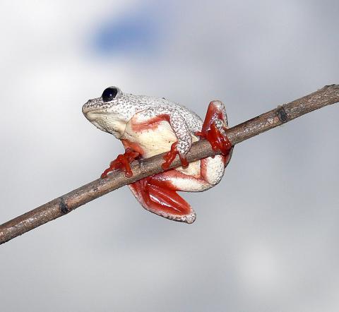 Reed Frog, Angolan