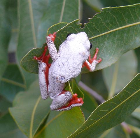 Reed Frog, Angolan