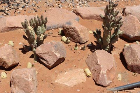 Tephrocactus articulatus