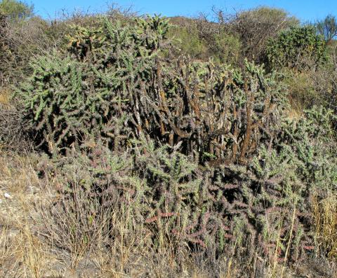 Cylindropuntia imbricata