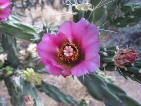 Cylindropuntia imbricata