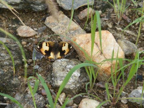 Junonia hierta