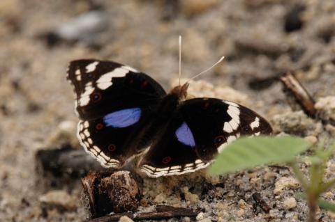 Junonia oenone