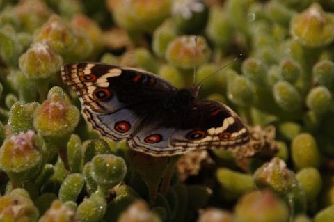 Junonia orithya
