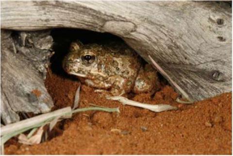 Sand Frog, Knocking