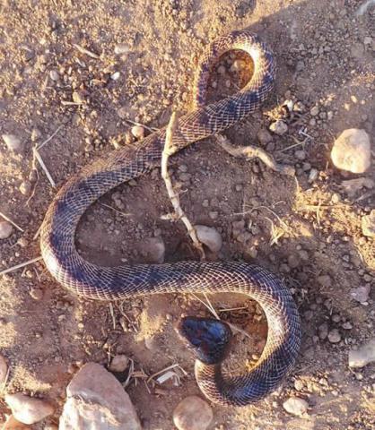 Kunene Shield Cobra